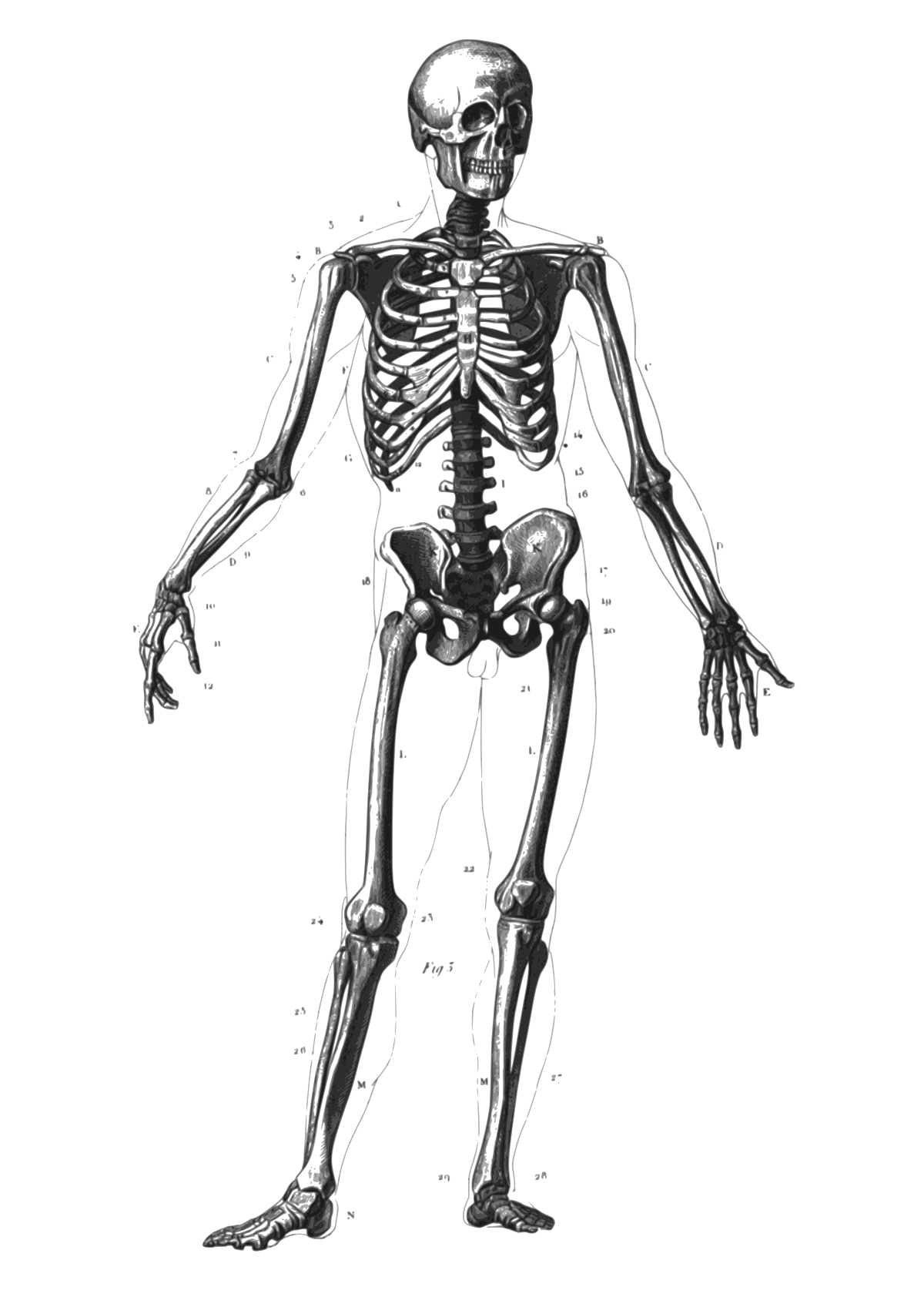 1200px Skeleton diagram
