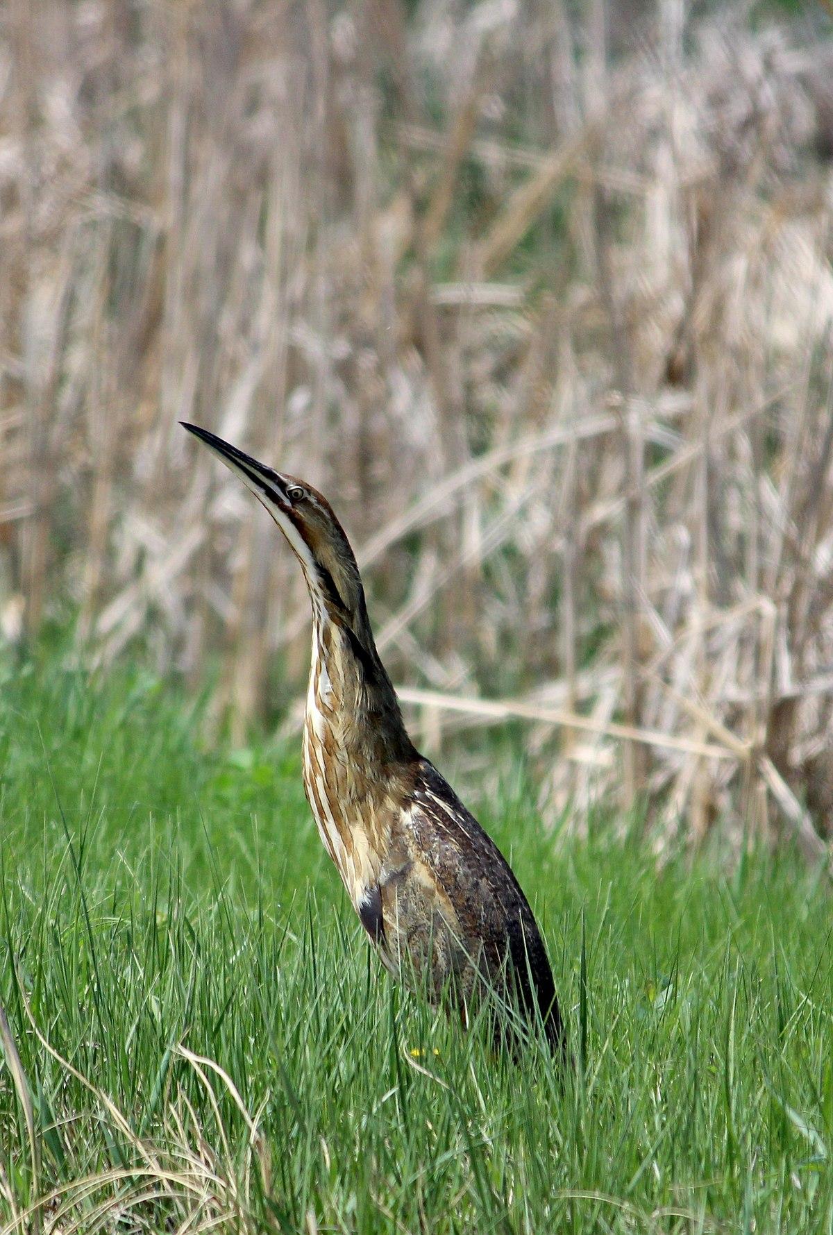 American Bittern 195681