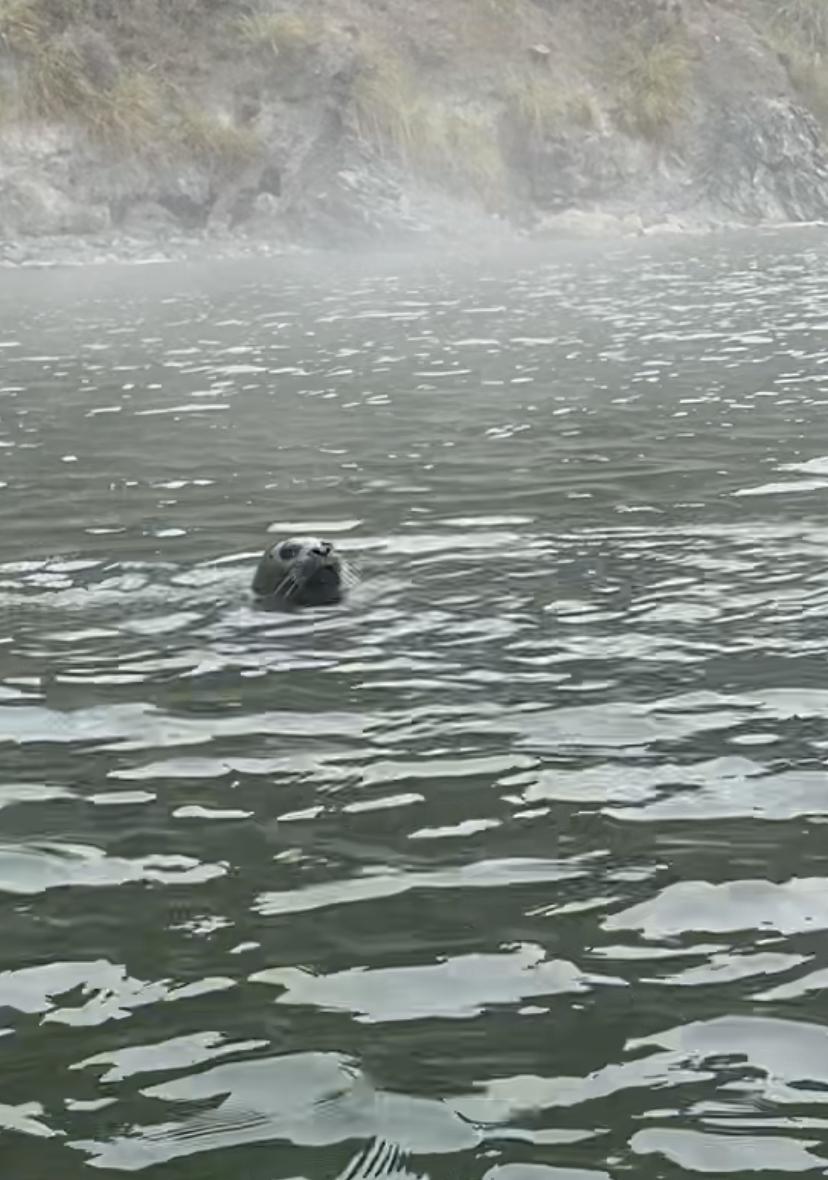 S2 19 The Underwater World of the Harbor Seal