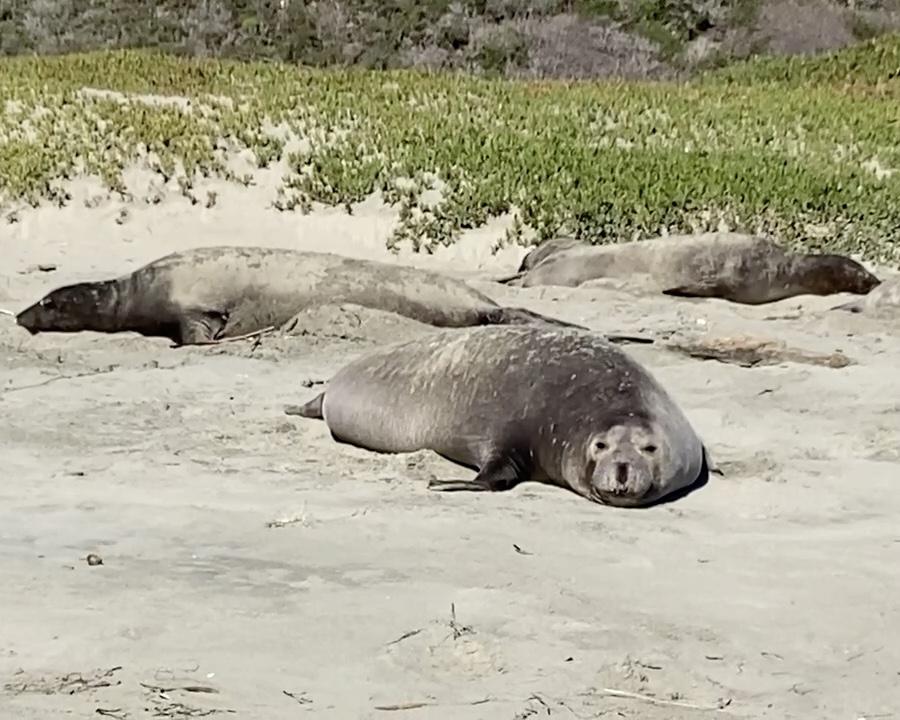 S3 03 Adult Female Elephant Seal Sounds
