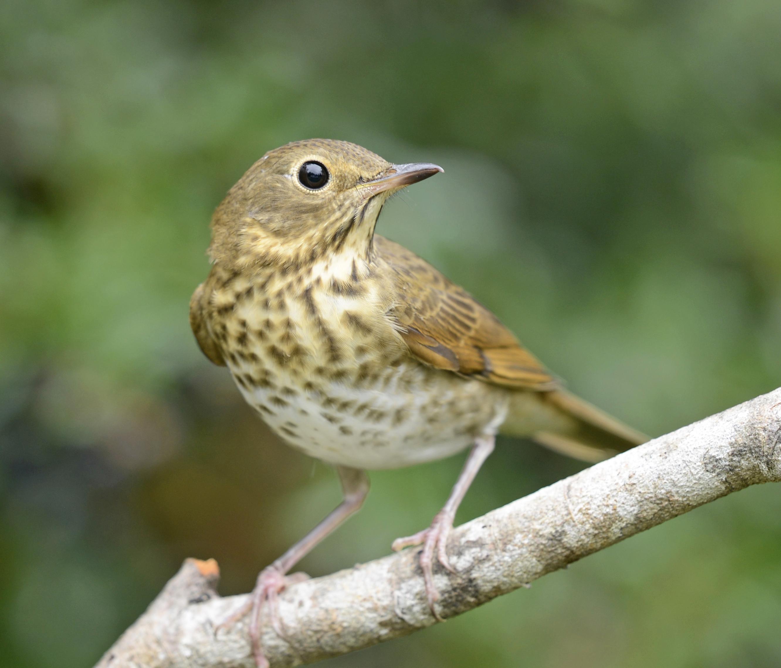 Swainsons Thrush 0777vv