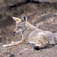 Screen Shot 2021 04 28 at 9.51.14 PM