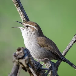 Bewicks Wren 39098681115