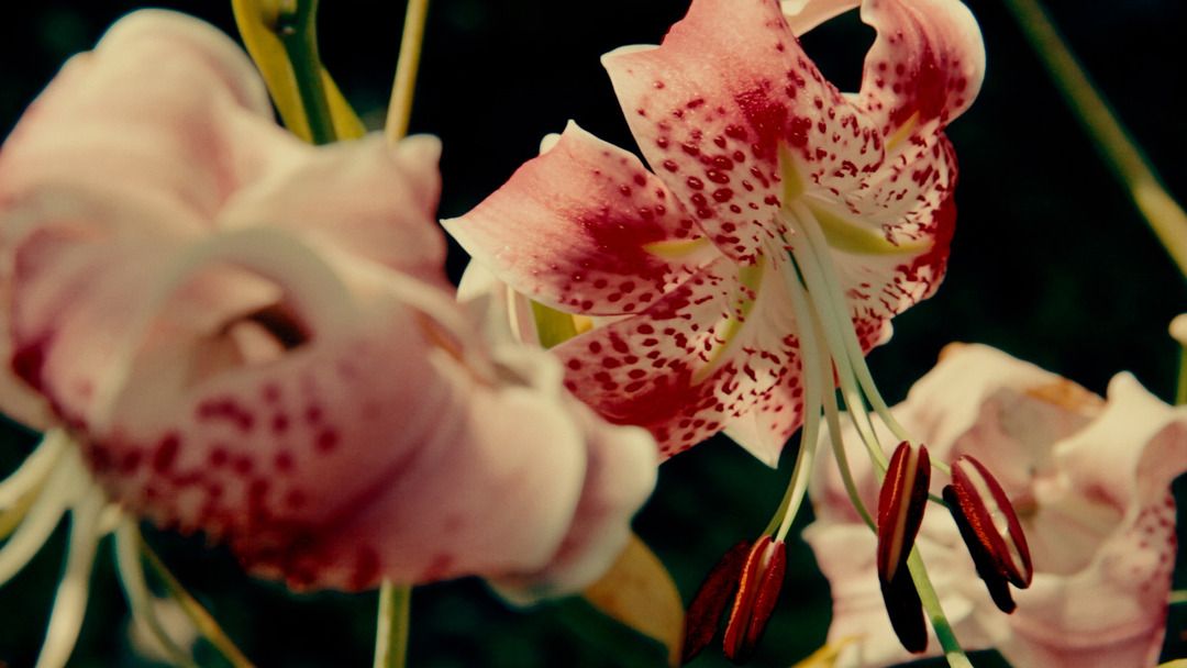 California Conservationism: Quarryhill Botanical Garden