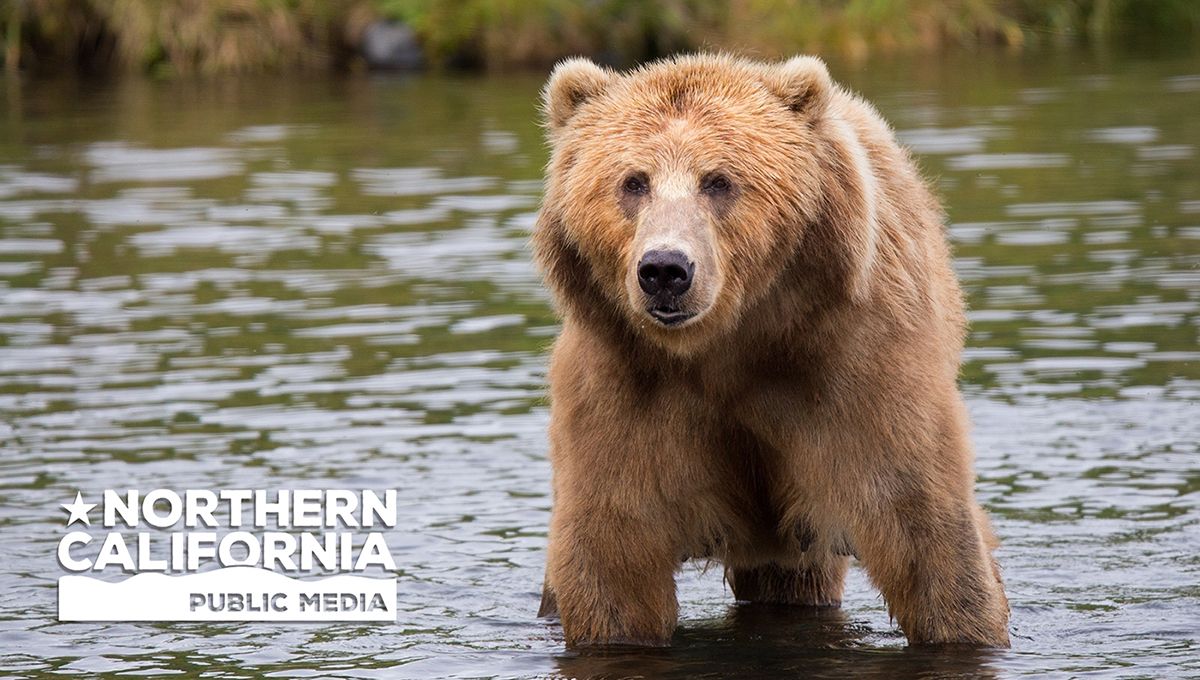 Bay Area Bountiful: People & Wildlife