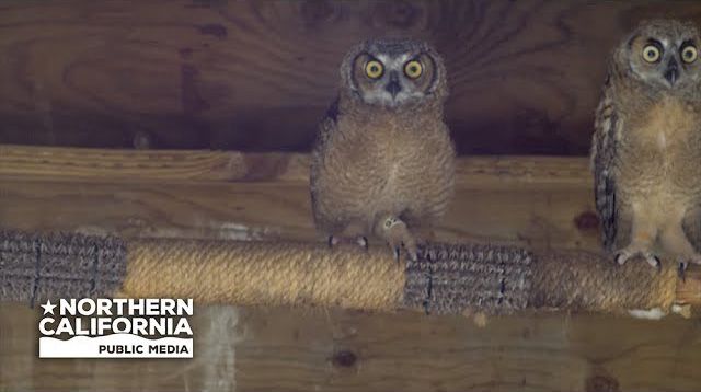 Bay Area Bountiful: California Wildlife