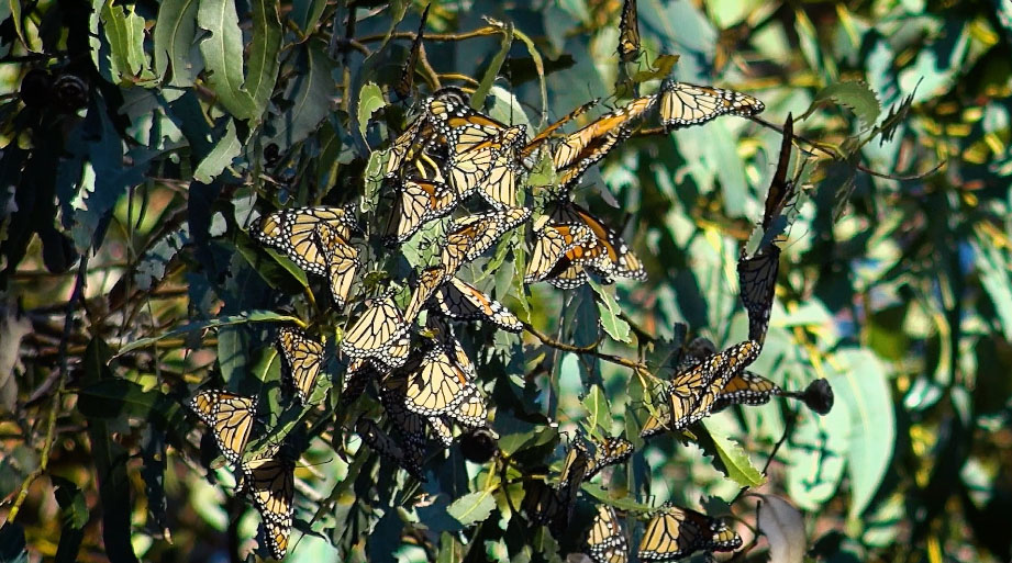 Bay Area Bountiful: East Bay Monarchs