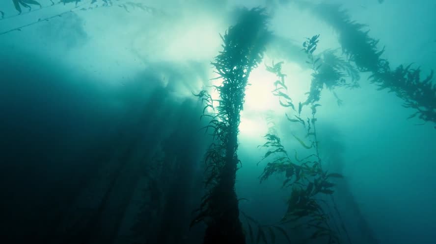 Bay Area Bountiful: Living With Climate Change – Heads Above Water