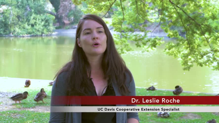 Drought and Cattle Ranching Short Story