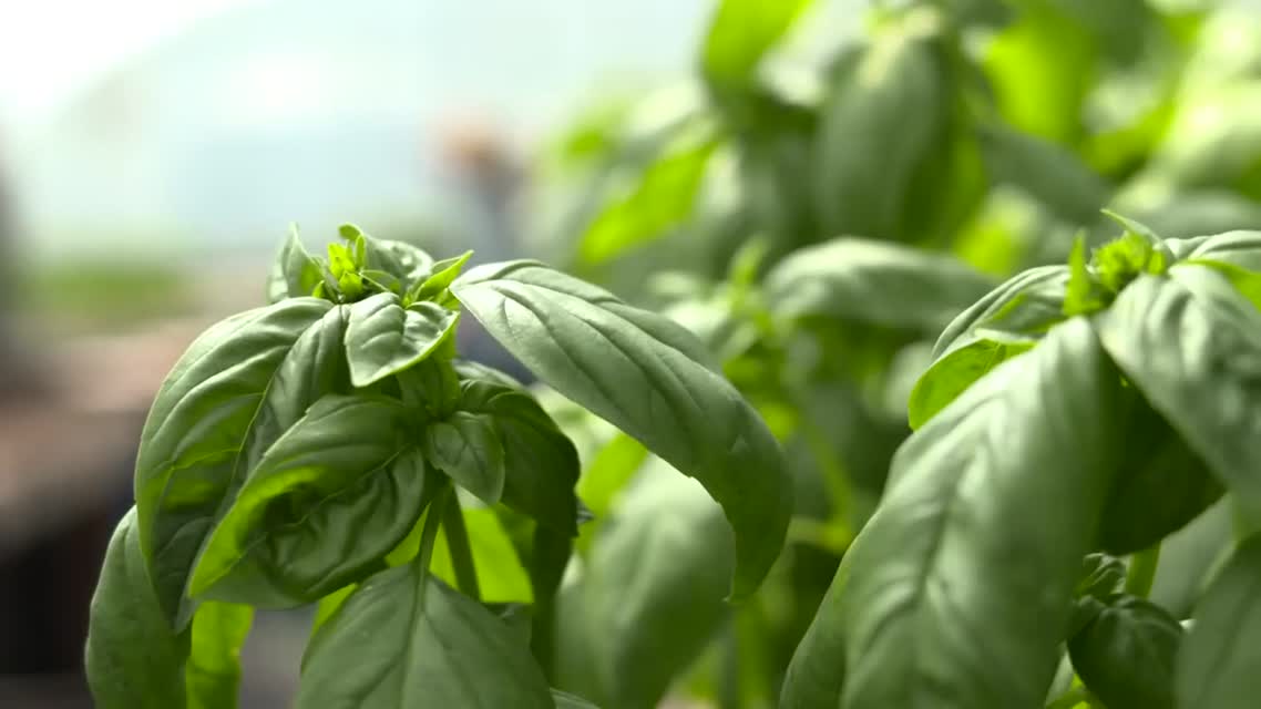 FarmShorts: Singing Frog Farm