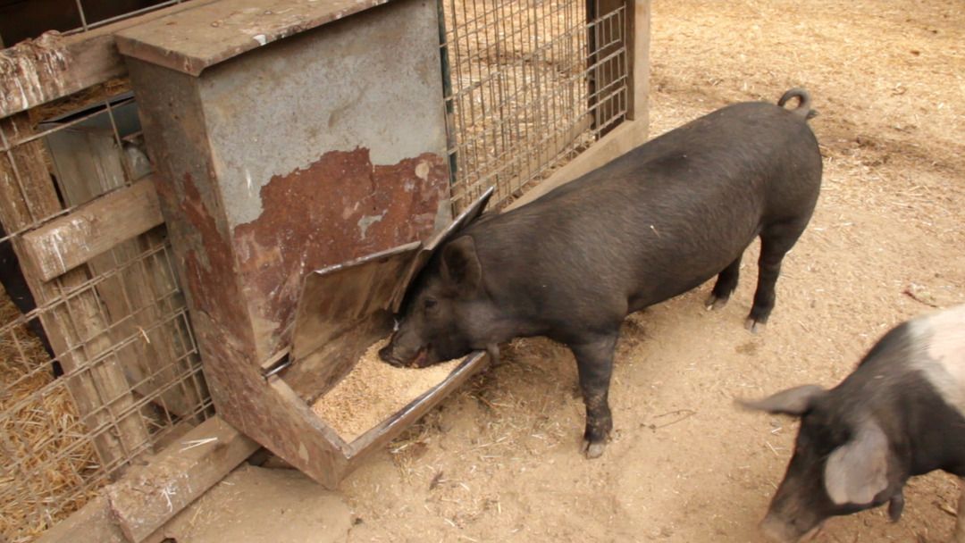 Snout to Tail: ZAZU Kitchen + Farm