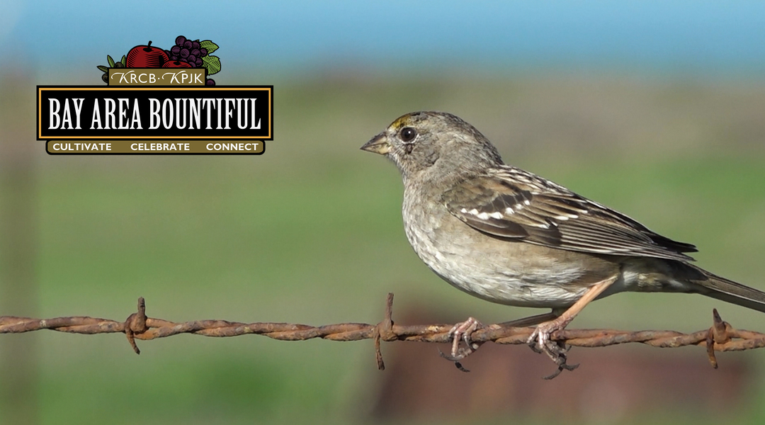 Bay Area Bountiful: Winter Wild 